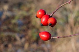 Le cynorhodon : le petit fruit sauvage qui en a sous la peau